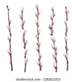 Watercolor Set Of Pussy Willow Branches. Hand Drawn Illustration.