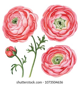 Pink Ranunculus Isolated On White Background Images, Stock Photos