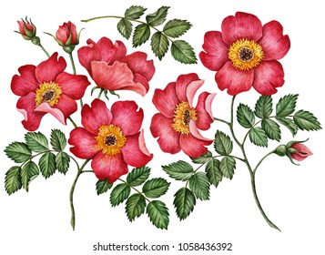Watercolor set of rose hip flowers and leaves, hand drawn floral illustration isolated on a white background. 