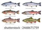 Watercolor set of Salmonidae fish: Atlantic salmon, Lake trout, Rainbow trout, Huchen, River trout, Brook trout. Hand drawn fish illustration.