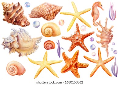 Watercolor Set Of Seashells, Seahorse, Starfish, Bubbles, Seaweed On An Isolated White Background, Hand Drawing, Summer Sea Clipart