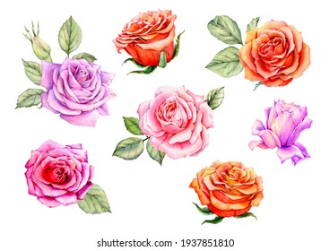 Watercolor set of seven blooming roses in delicate pink and orange shades  isolated on a white background. Hand-drawn  in realistic style. For decoration of postcards, invitations - Powered by Shutterstock