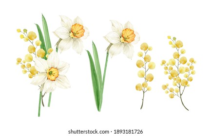 水仙花手绘high Res Stock Images Shutterstock