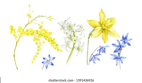 Watercolor set of spring flowers. Drawn hyacinth, narcissus, and other primroses for your design.