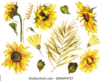 Watercolor Set Of Sunflowers, Palm Branch Hand Drawn Floral Stock Illustration Isolated On White Background, Botanical Painting.	