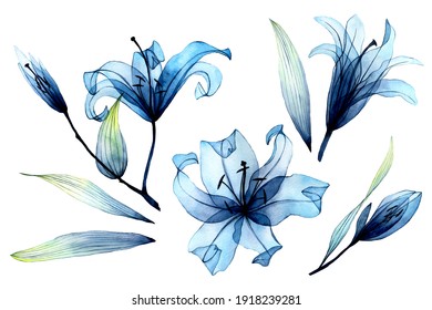 watercolor set with transparent flowers and leaves. transparent blue lilies in pastel colors. elements isolated on white background. design for wedding