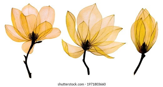 watercolor set and transparent magnolia flowers  flowers autumn colors  yellow  orange  gold  delicate  vintage clipart for fabric  wallpaper  wedding