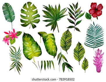 Watercolor Set Of Tropical Leaves.
