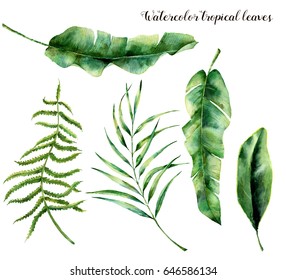 Watercolor Set With Tropical Leaves. Hand Painted Palm Branch, Fern And Leaf Of Magnolia. Tropic Plant Isolated On White Background. Botanical Illustration. For Design, Print Or Background.