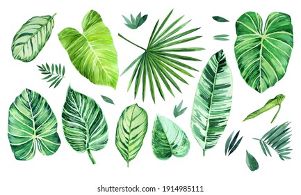 Watercolor set of tropical leaves on white background. Philodendron leaves, calathea, palm leaves, scindapsus leaves. Hand drawn botany set. Illustration for wrapping paper, menu, invitation, decor