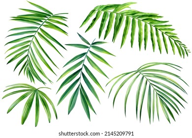 Watercolor Set Of Tropical Leaves On White Background. Palm Leaf