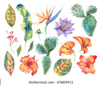 Orchid Cactus Images Stock Photos Vectors Shutterstock