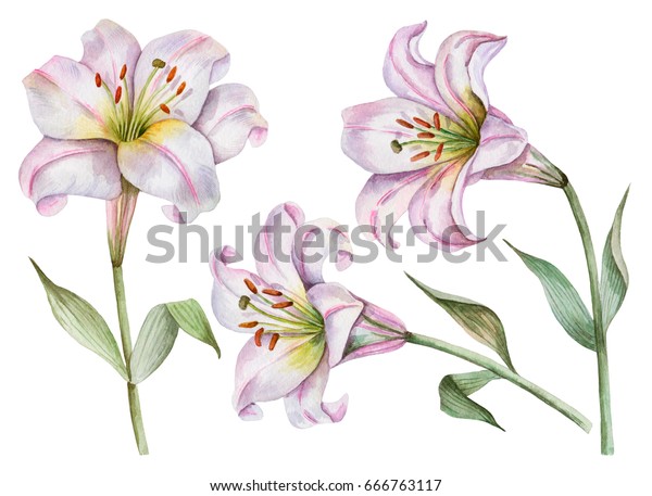 Watercolor Set White Lilies Hand Drawn Stock Illustration 666763117 ...