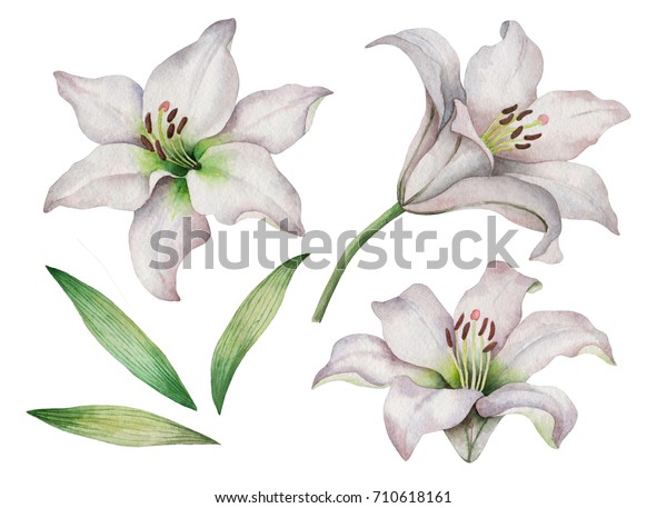 水彩设置的白色百合花 手绘插图的花朵隔离在白色背景 库存插图
