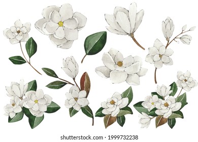 Watercolor set of white magnolia flowers, magnolia isolate, flower buds