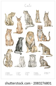 Watercolor Set With Wild Cats. Leopard, Serval, Snow Leopard, Caracal, Lynx, Puma, Cougar, Panther, Lion, Tiger, Jaguar, Cheetah, Pallas Cat, Ocelot, The Domestic Cat. Hand-drawn Poster