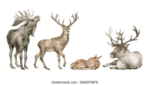 Watercolor set with wild forest animals. Reindeer, deer, elk, moose. Woodland wildlife. 