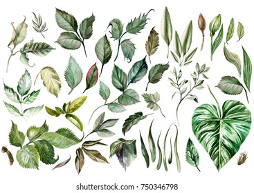 Watercolor Set. Wild Forest. Leaves. Illustration
