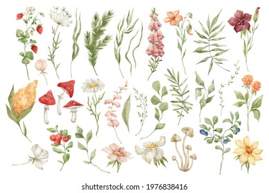 Watercolor set with wild meadow flowers, herbs, leaves and berries. Forest botany, summer nature elements. Strawberries, mushrooms, fir branch, bright field wildflowers.