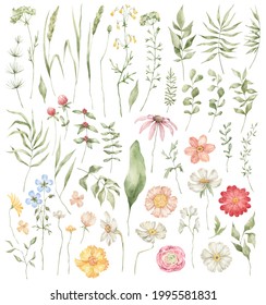 Watercolor set with wild meadow flowers, herbs, leaves. Summer botany, nature elements. Bright field wildflowers and plants.