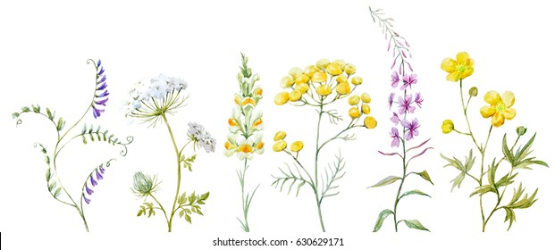 Watercolor set of wildflowers, medicinal tansy, flower meadow lion's eye, field lilac.blooming Sally. Yellow buttercup.  Isolated objects on a dark background