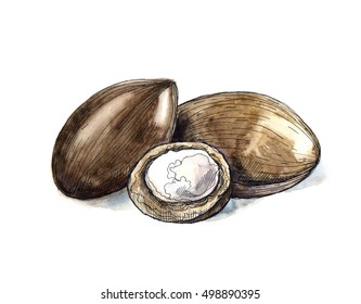 Watercolor Shea Nuts Plant, Berry, Fruit Natural Organic Butter Ingredient. Hand Drawn Sketch Engraved Illustration Isolated On White Background For Cream For Hand Treatment, Care, Food, Cosmetic