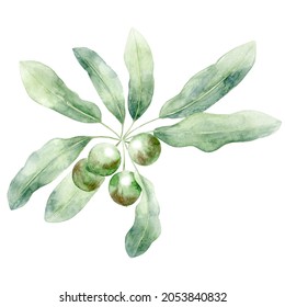 Watercolor Shea Plant With Nuts. Hand Drawn Illustration Of Plant. Ingredient For Packaging Design.