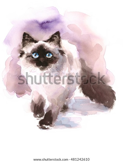 Watercolor Siamese Ragdoll Cat Walking Looking のイラスト素材