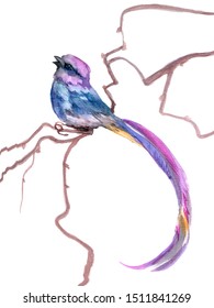 Watercolor singing small bird with long tail