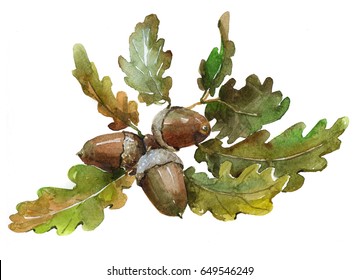 Watercolor single acorn isolated on a white background illustration.