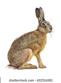 Watercolor single hare animal isolated on a white background illustration.
