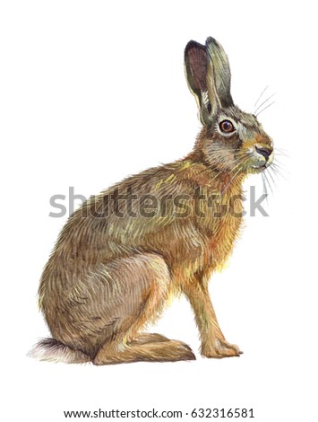 Watercolor single hare animal isolated on a white background illustration.
