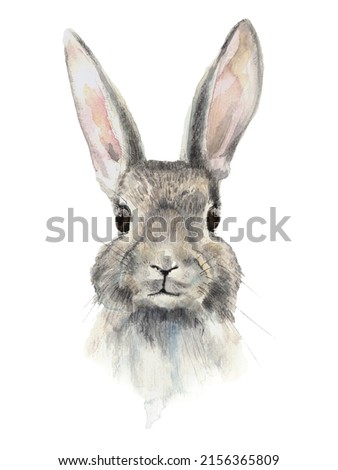 Watercolor single hare painting, rabbit animal illustration isolated on white background. Hand drawing forest animal. Realistic wild animal. Clip art. 