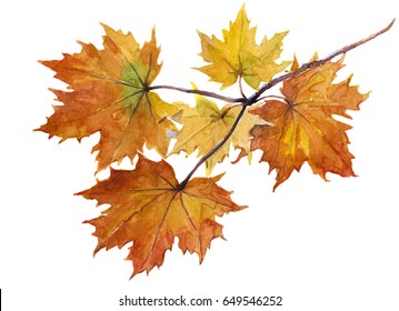 Watercolor Single Maple Leaf Isolated On A White Background Illustration.