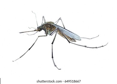 Watercolor Single Mosquito Insect Animal Isolated On A White Background Illustration.