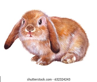 Watercolor single rabbit animal isolated on a white background illustration.
