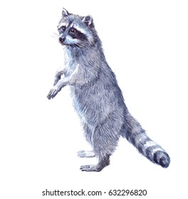 Watercolor single raccoon animal isolated on a white background illustration.
