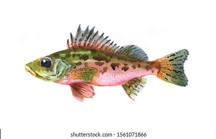 Watercolor Single Ruff Fish Animal Isolated On A White Background Illustration.	