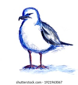 Watercolor sketch of bird isolated on white. Angry seagull standing