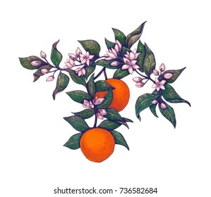 Watercolor Sketch Branch Orange Tree Inflorescences Stock Illustration ...