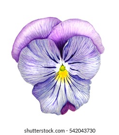 Watercolor Sketch Flower Violet Stock Illustration 542043730 | Shutterstock