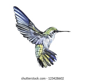watercolor sketch hummingbird