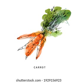 Watercolor Sketch Illustration Of Carrot