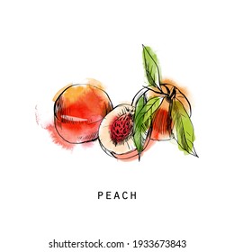 Watercolor Sketch Illustration Of Peach