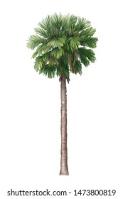 Watercolor Sketch of a Sabal Palm Tree