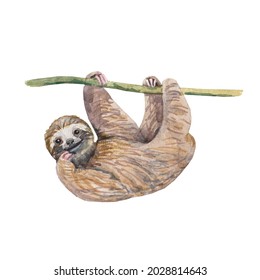 Watercolor Sloth With Branch Eucalyptus