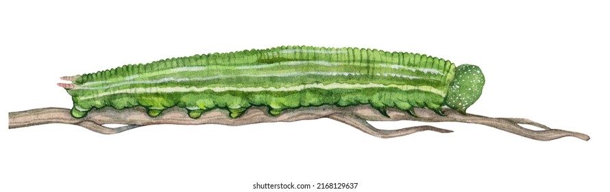 Nymphalidae Caterpillars Images Stock Photos Vectors Shutterstock