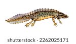 Watercolor the smooth newt or European newt or common newt (Lissotriton vulgaris). Hand drawn newt illustration isolated on white background.