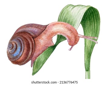 Watercolor Snail Clipart.Realistic Garden Slug,botanical Illustration