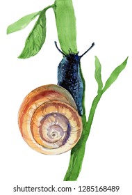 watercolor snail on white background